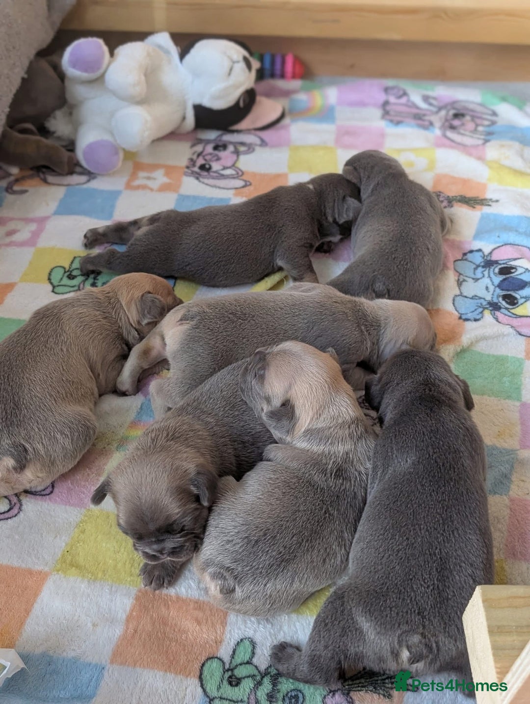 French Bulldog dogs for sale: Beautiful Well Bred French Bulldogs  - Image 1