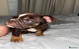 English Bulldog dogs for sale: Beautiful English bulldog puppy  - Image 5