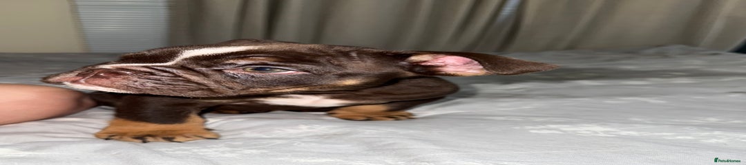 English Bulldog Puppy 2