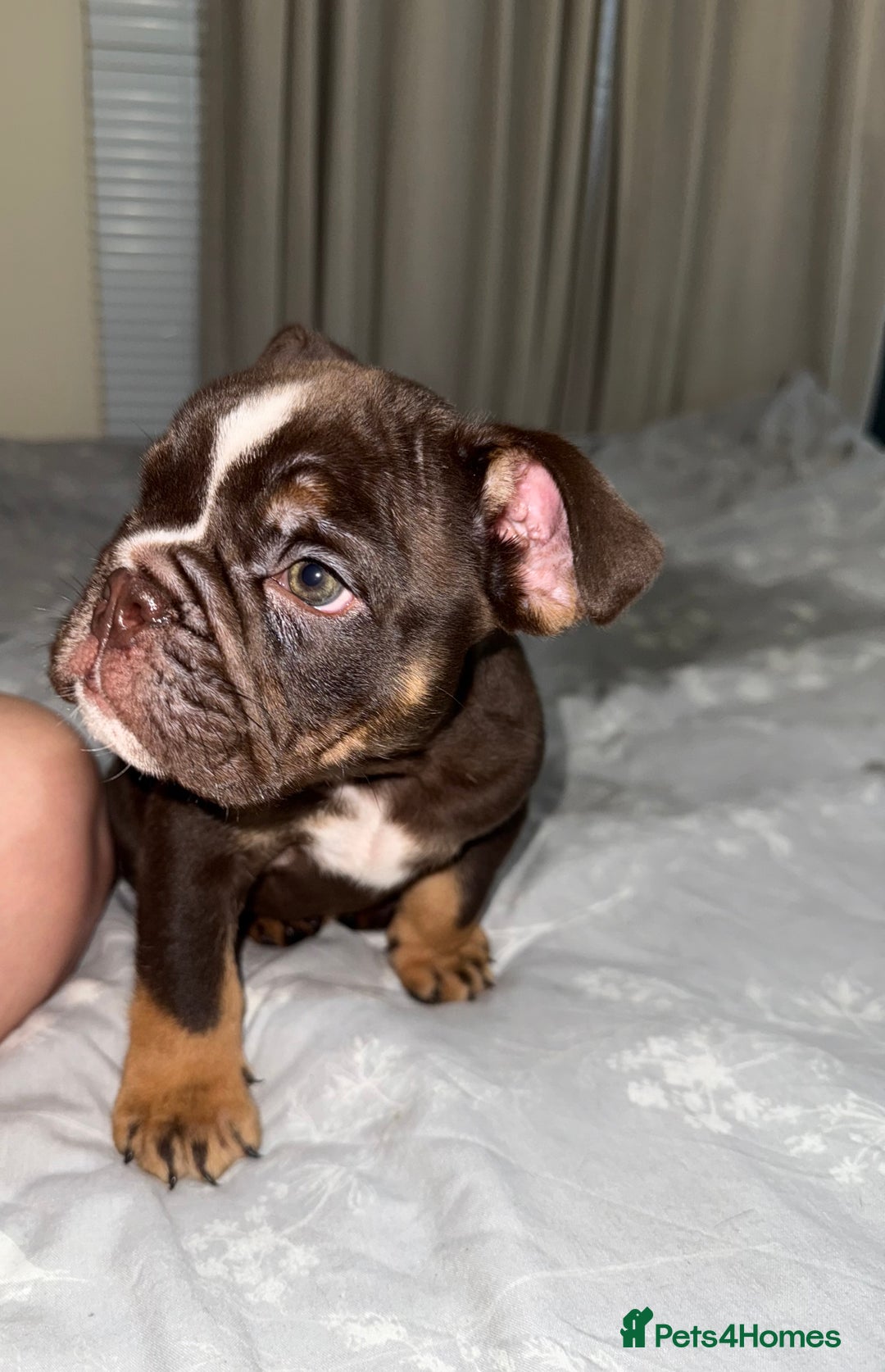 English Bulldog dogs for sale: Beautiful English bulldog puppy  - Image 5