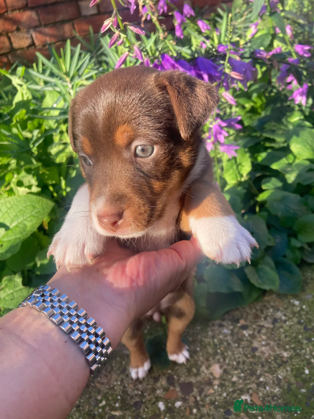 Jack Russell dogs for stud: Miniature Jack Russell - Blue Merle - STUD DOG in Wellingborough - Advert 10