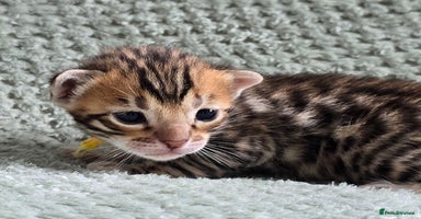 Bengal cats - Advert 12
