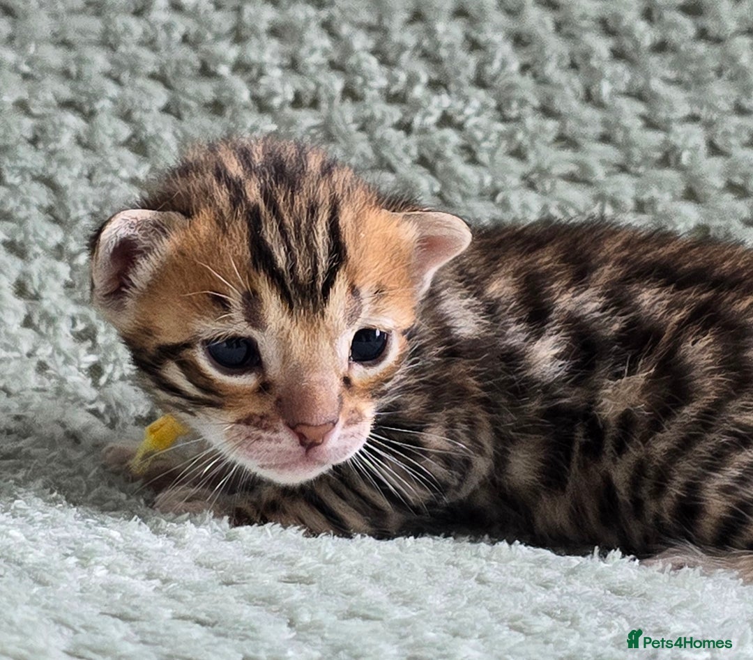 Bengal cats for sale: TICA Champion bengal kittens ready for reservation - Image 6