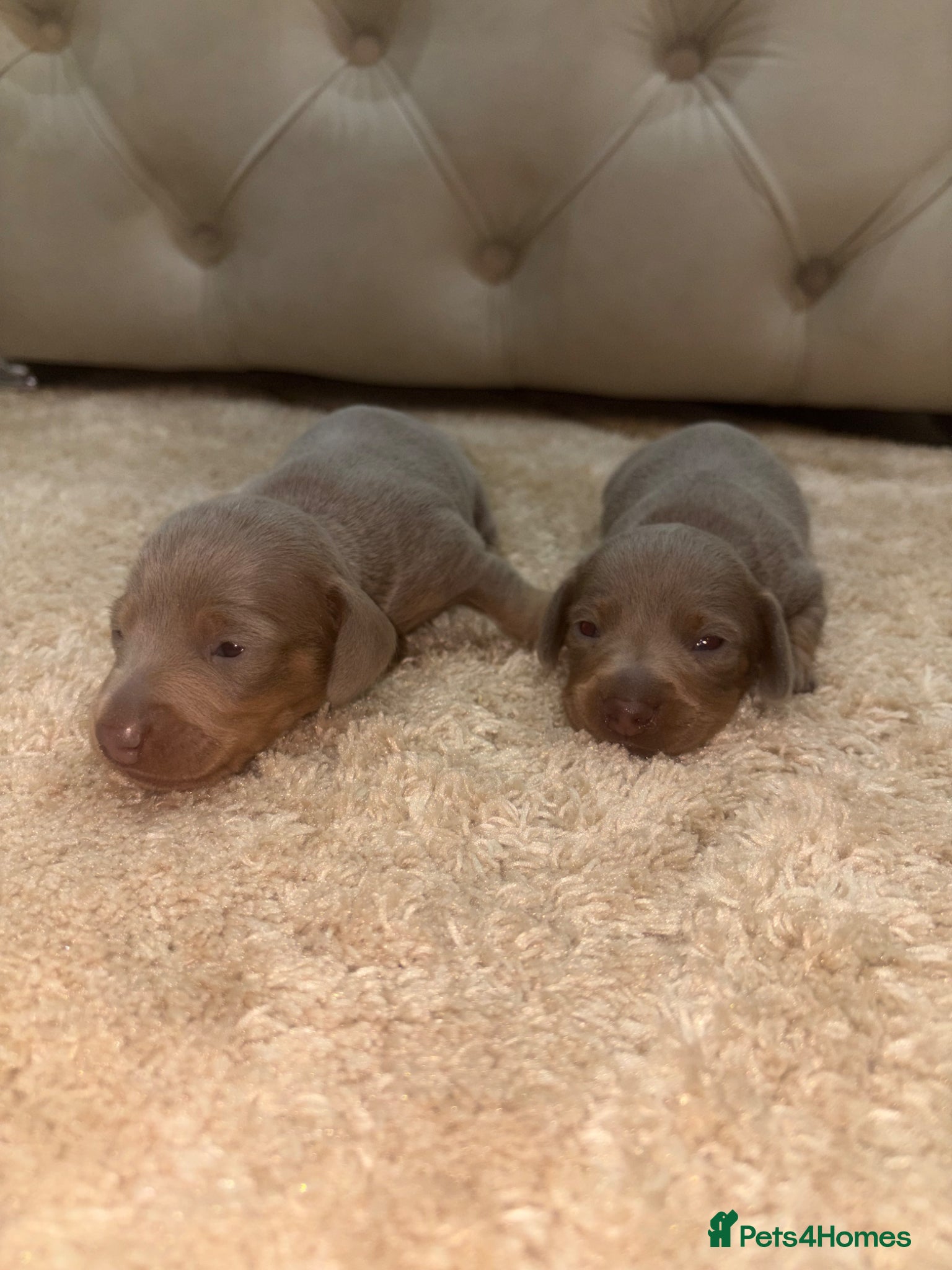 Miniature Dachshund dogs 🩶😍miniature dachshund puppies😍🩶 - Advert 2