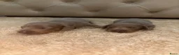 Miniature Dachshund dogs for sale: 💎🐾 Gorgeous Isabella Dachshund Boys 🐾💎 - Advert 12