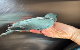 Parrots birds for sale: Hand reared baby quaker - Image 6