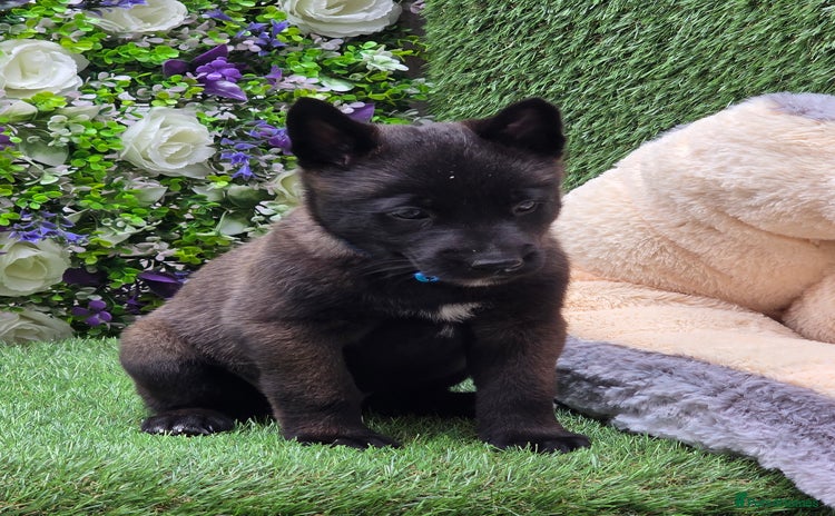 Belgian Shepherd Dog dogs - Advert 1