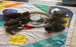 British Shorthair cats for sale: British Shorthair kittens chocolate/grey - Image 2