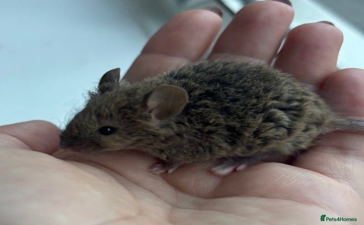 Mouse rodents - Advert 7