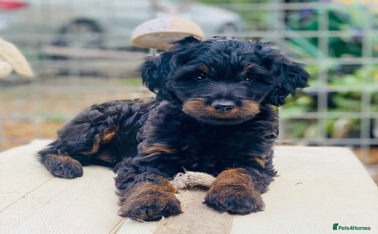 Mixed Breed dogs - Advert 14