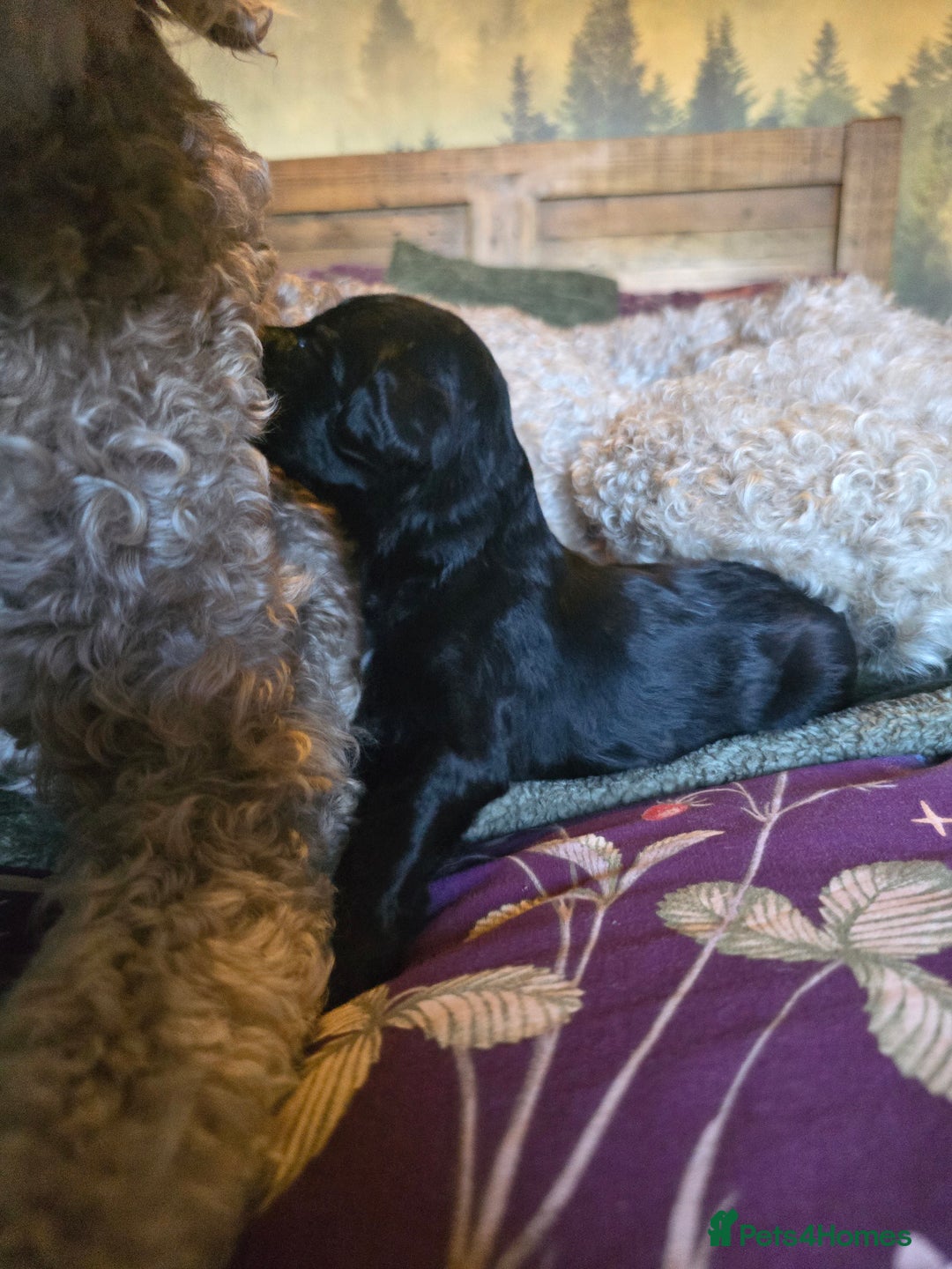 Labradoodle dogs for sale: Ready to go! gorgeous Teddy-Labradoodles - Advert 21
