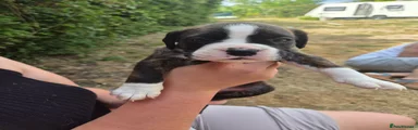 Menace