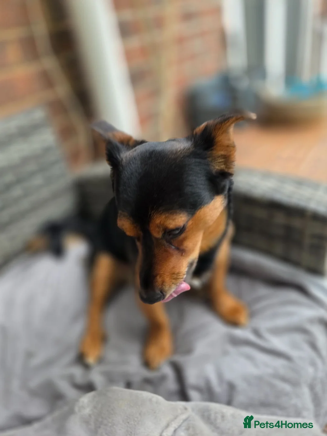 Chiweenie dogs for sale: Lovely 3 year old Diego for Rehoming 🐾💙 - Advert 11