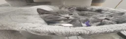 British Shorthair cats for sale: Bsh kittens  in Blackburn - Advert 16