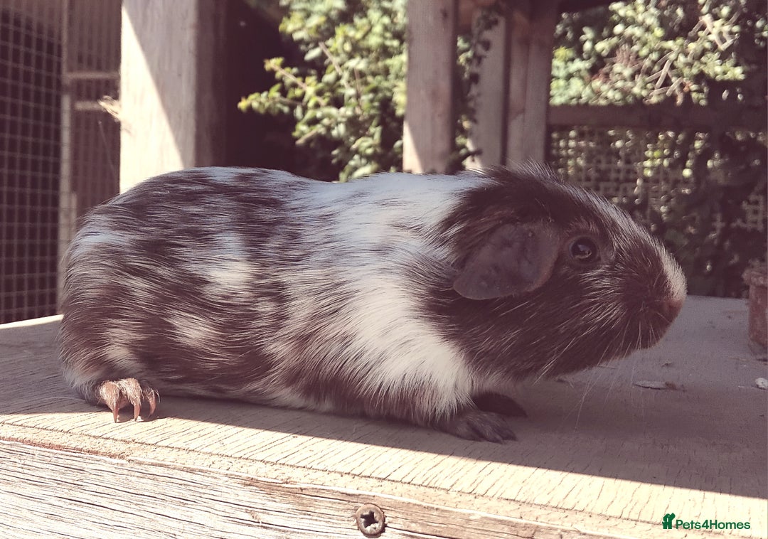 Guinea Pig rodents for sale: Chocolate Dalmation, Swiss, Tort, Baby Boars.. - Image 3