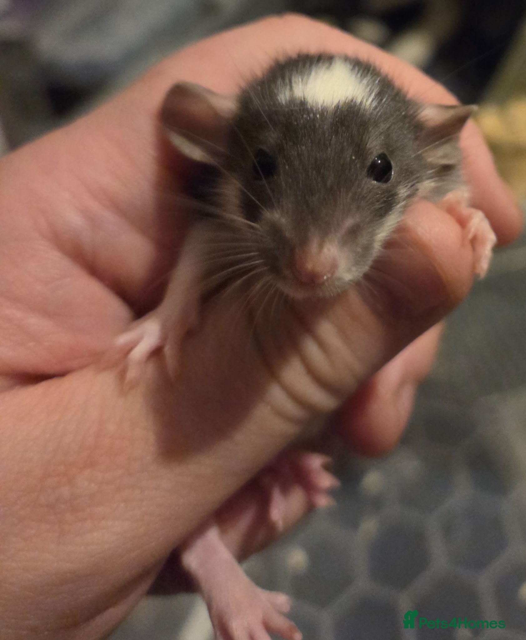 Rat rodents Baby rats dumbos, balds and fancy.  - Advert 17