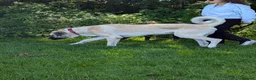 Anatolian Shepherd dogs for sale: Anatolian Shepherd  - Advert 5