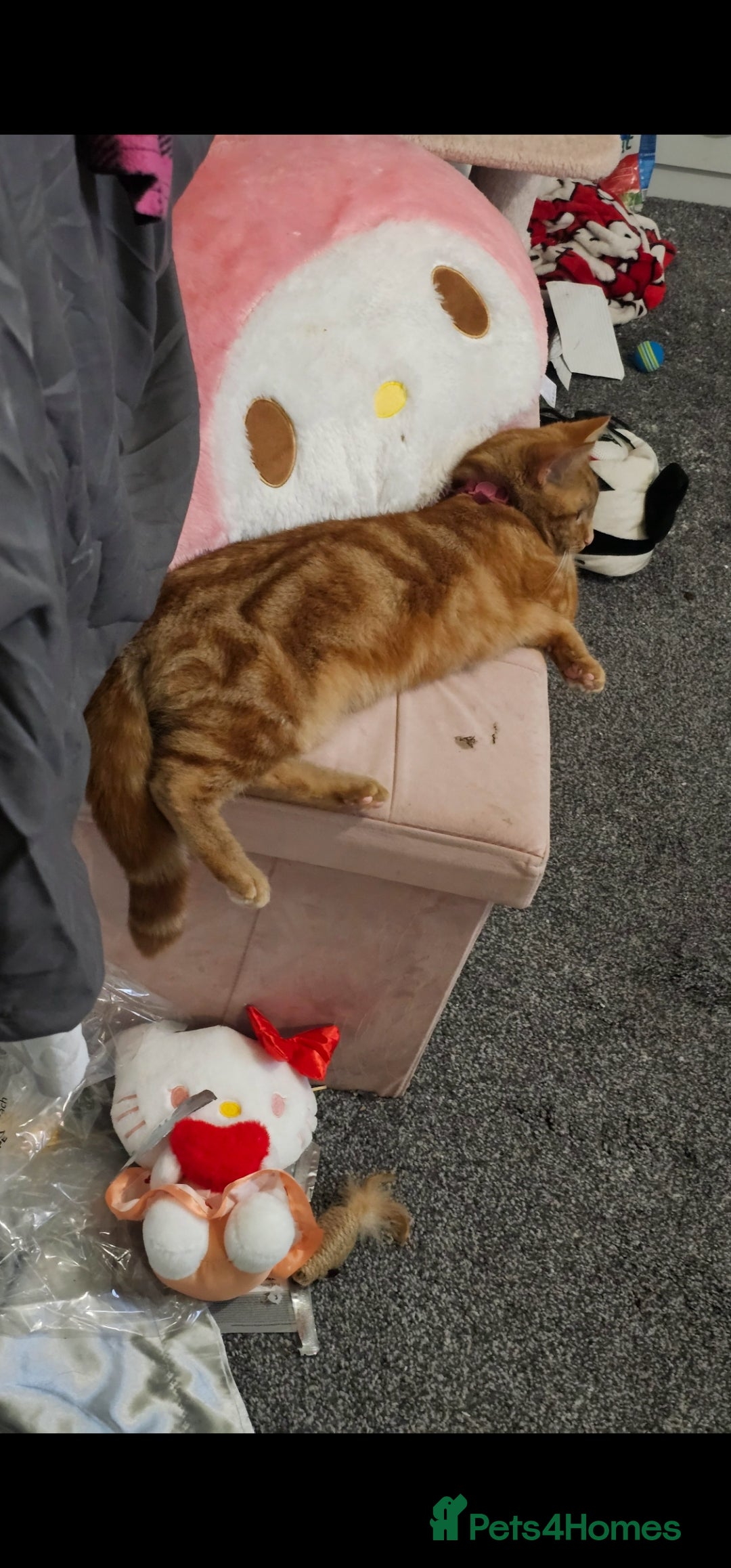 Mixed Breed cats for sale: Ginger female cat  - Advert 2