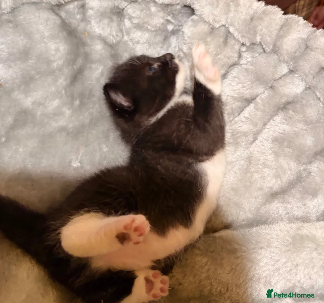 Mixed Breed cats for sale:  4 Adorable Kittens for Sale – £180 Each in London - Advert 8