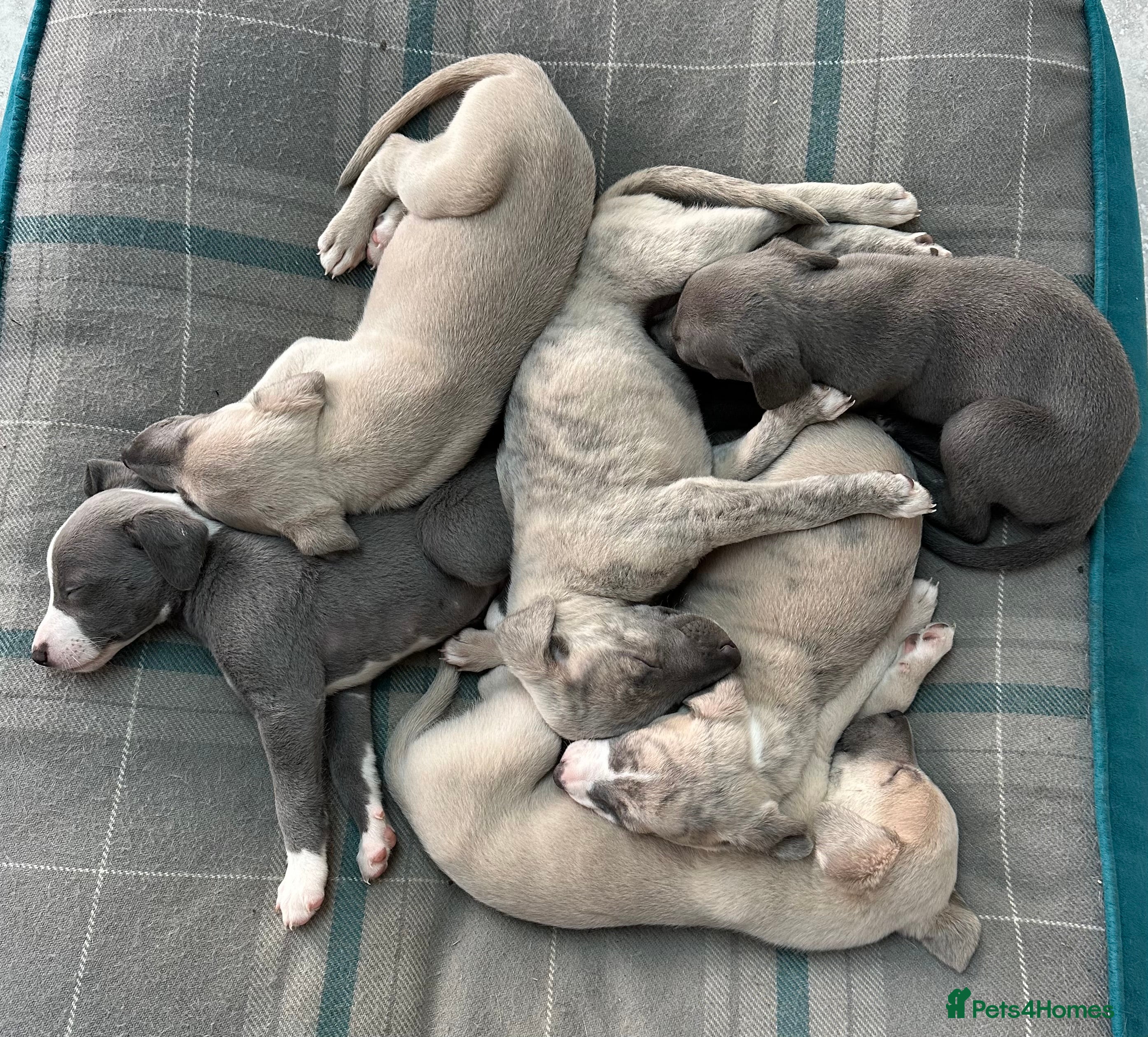 Whippet dogs Whippet Puppies - Advert 1