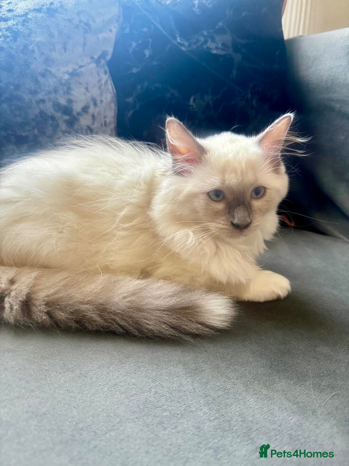 Ragdoll cats Purebreed Ragdoll kittens - Advert 2