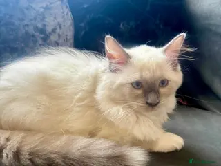Ragdoll cats Purebreed Ragdoll kittens - Advert 2
