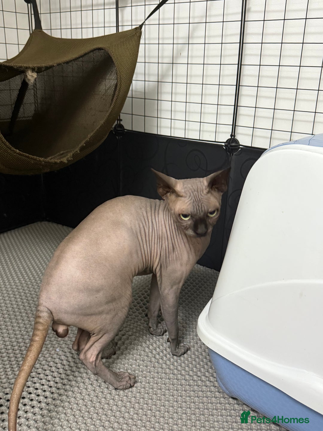 Sphynx cats for stud: TICA Registered Active, stunning Canadian Sphynx i - Advert 7