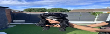 Cockapoo Puppy 5