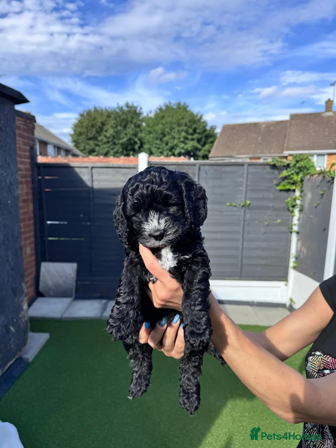 Cockapoo dogs for sale: beautiful F2 cockapoo puppies  in Tilbury - Advert 19