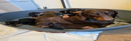 Dachshund dogs for sale: Beautiful short hair dachshund puppies in Bournemouth - Advert 1