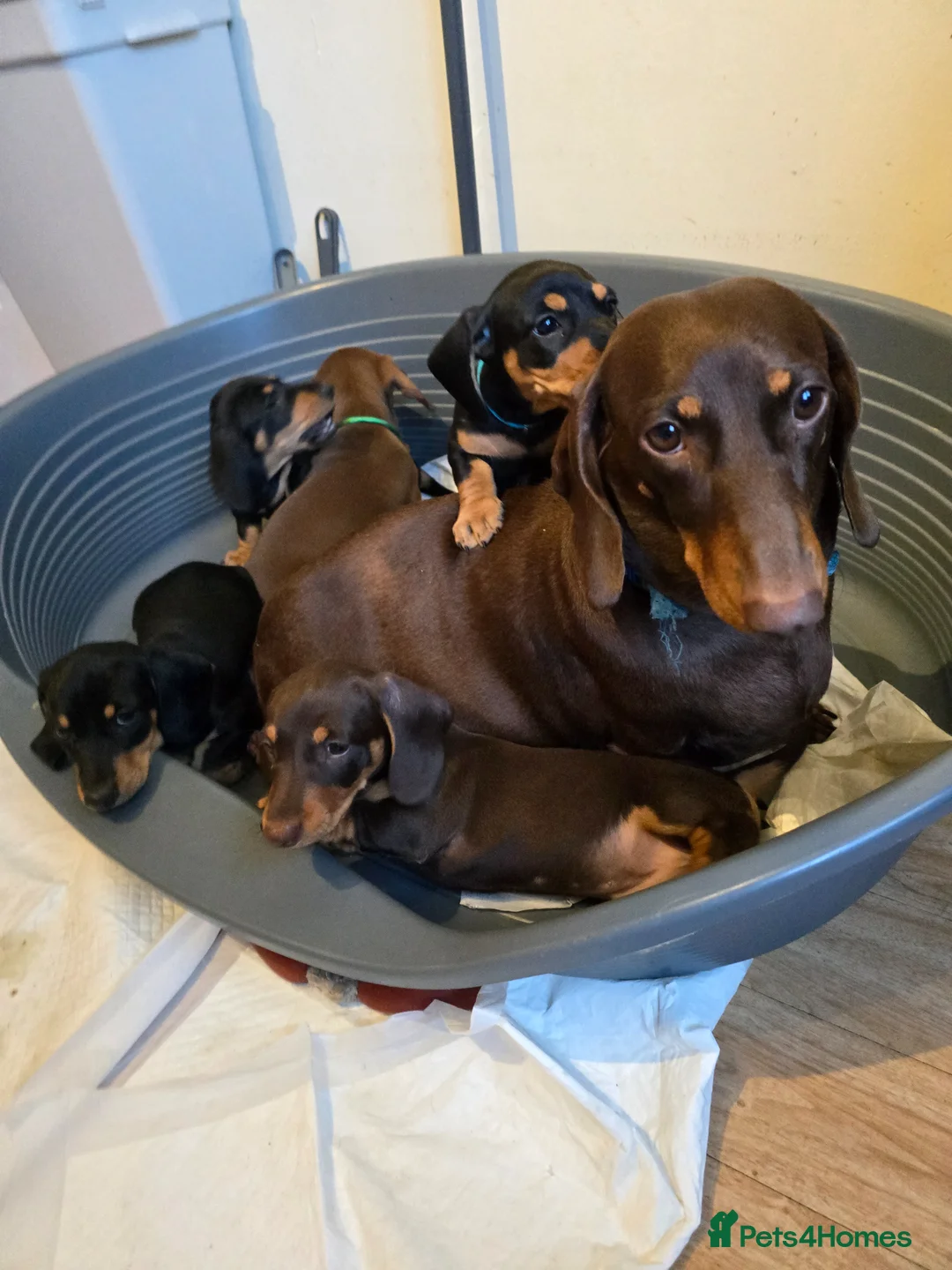 Dachshund dogs for sale: Beautiful short hair dachshund puppies in Bournemouth - Advert 1