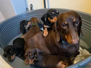 Dachshund dogs Beautiful short hair dachshund puppies - Advert 6