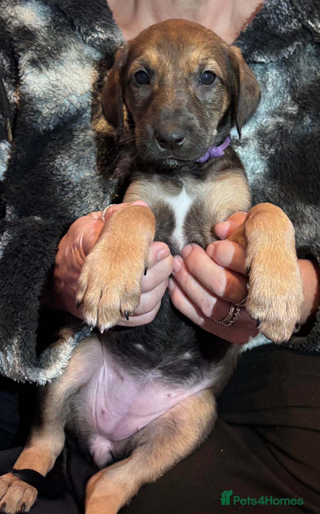 Mixed Breed dogs for sale: SalukiX⭐️ ONLY 4 Left ! READY TO GO  - Advert 10