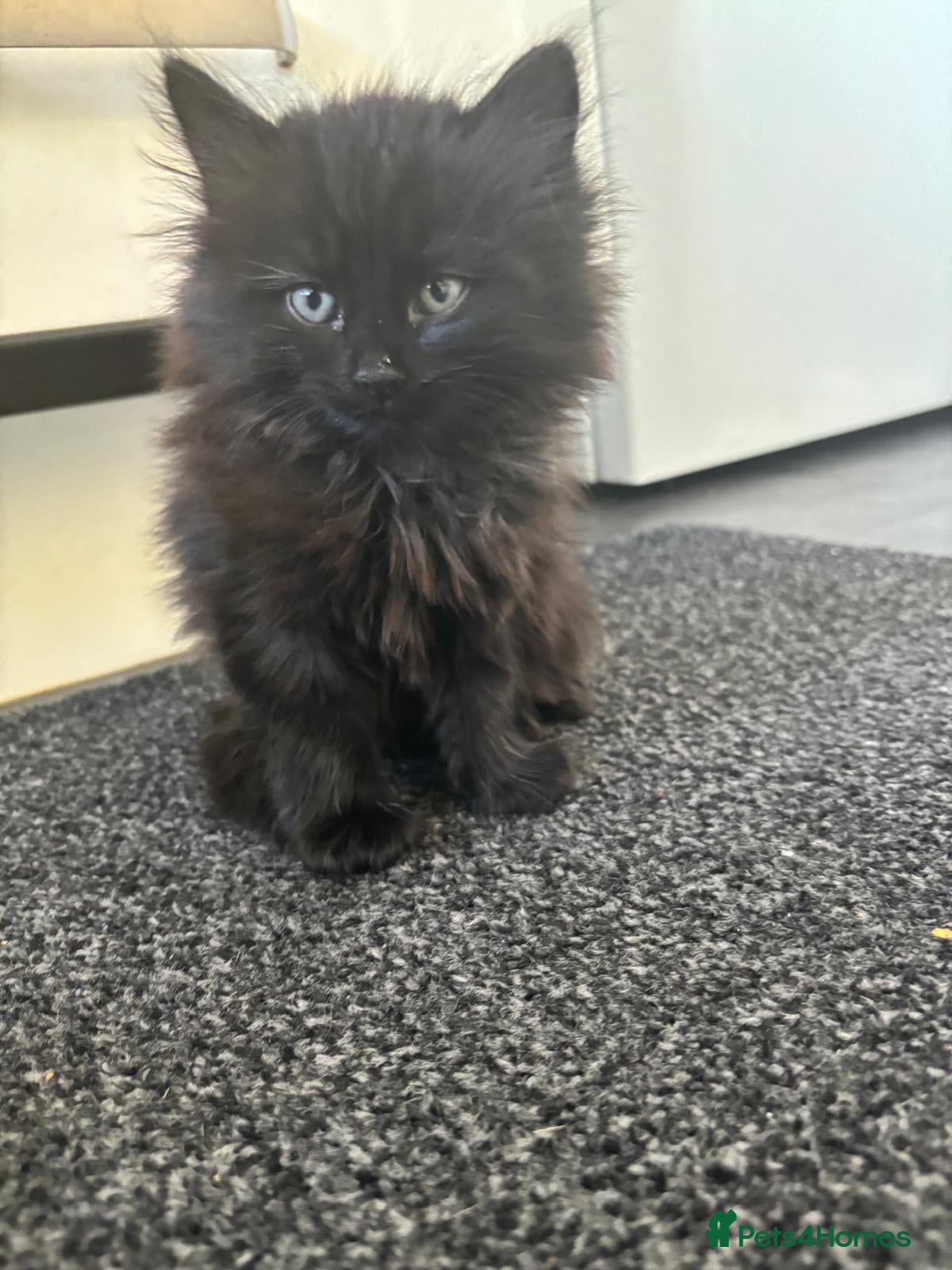 Mixed Breed cats 2 female kittens available - Advert 1