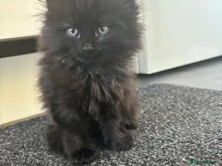 Mixed Breed cats 2 female kittens available - Advert 2