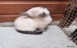 British Shorthair cats for sale: British shorthair GGCF Blue colourpoint kittens  - Image 22