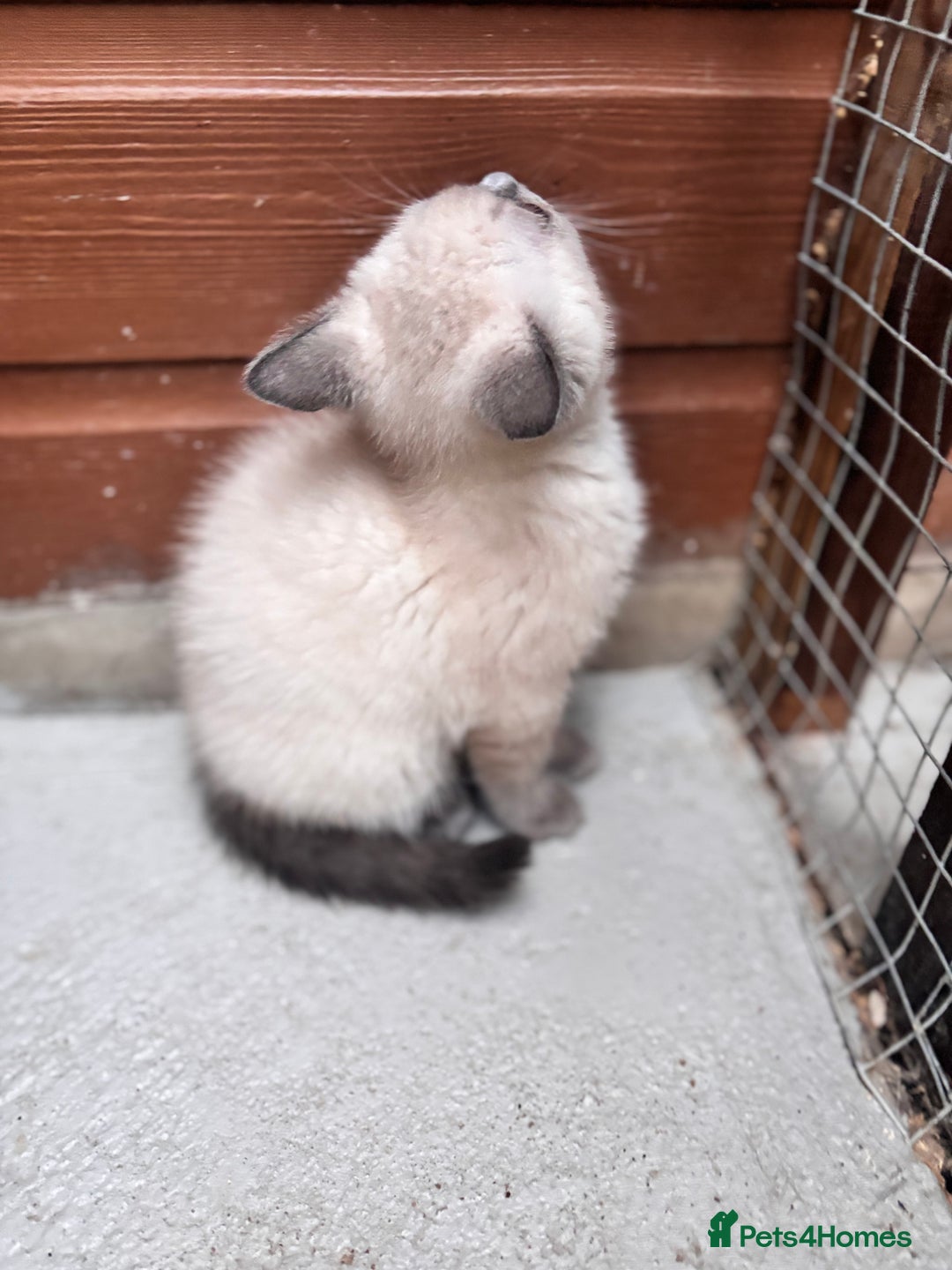 British Shorthair cats for sale: British shorthair GGCF Blue colourpoint kittens  - Image 22