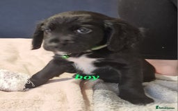Sprocker dogs for sale: Sprocker puppies  - Image 12