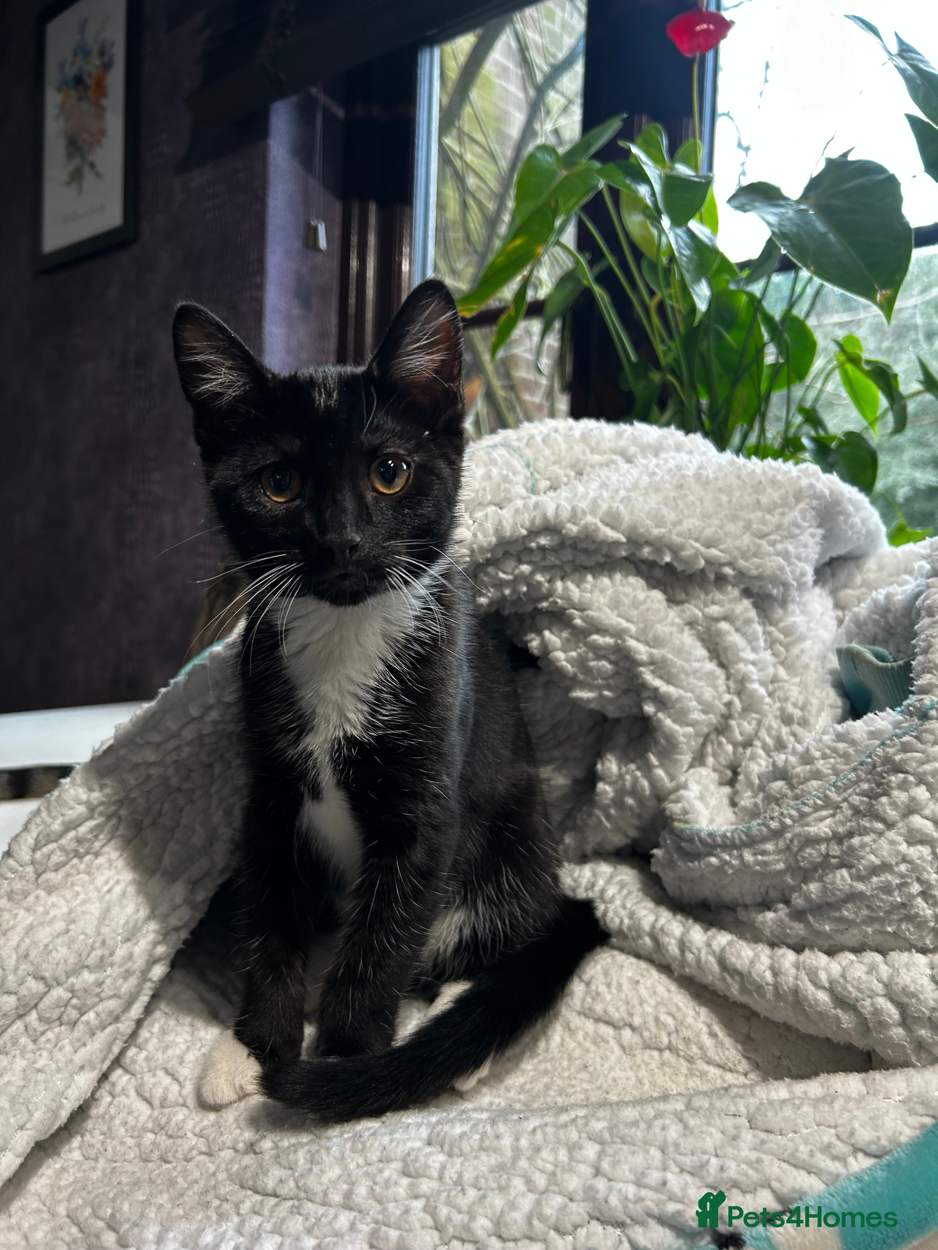 Mixed Breed cats Adorable Black & White Cat  - Advert 1