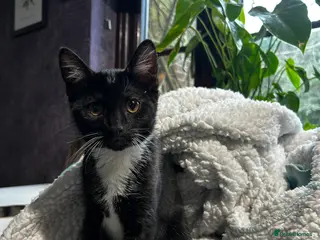 Mixed Breed cats Adorable Black & White Cat - Advert 1