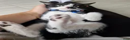 Domestic Shorthair cats for sale: Friendly, cute kittens ready for new homes - Advert 15