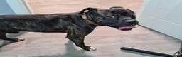 Cane Corso dogs for sale: Cane Corso Mix Staffy Looking For A Good Home in Wednesbury - Advert 4