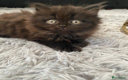 British Shorthair cats for sale: Beautiful British Short Hair Kittens in Coventry - Image 7
