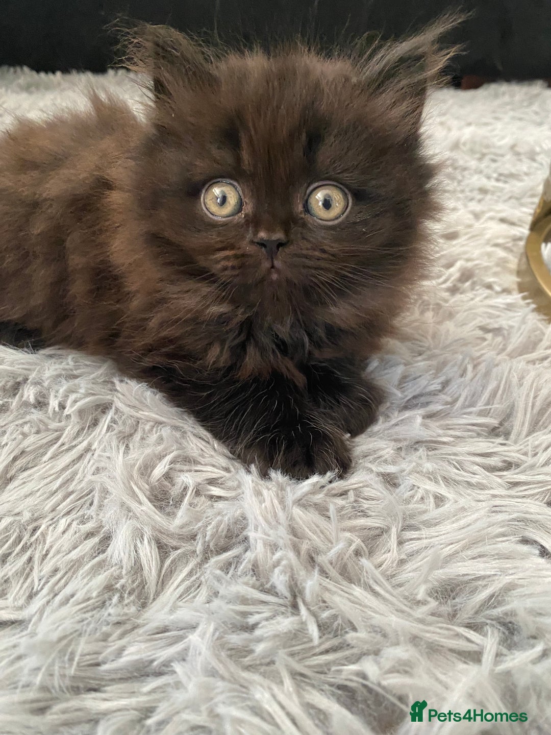 British Shorthair cats for sale: Beautiful British Short Hair Kittens in Coventry - Image 7