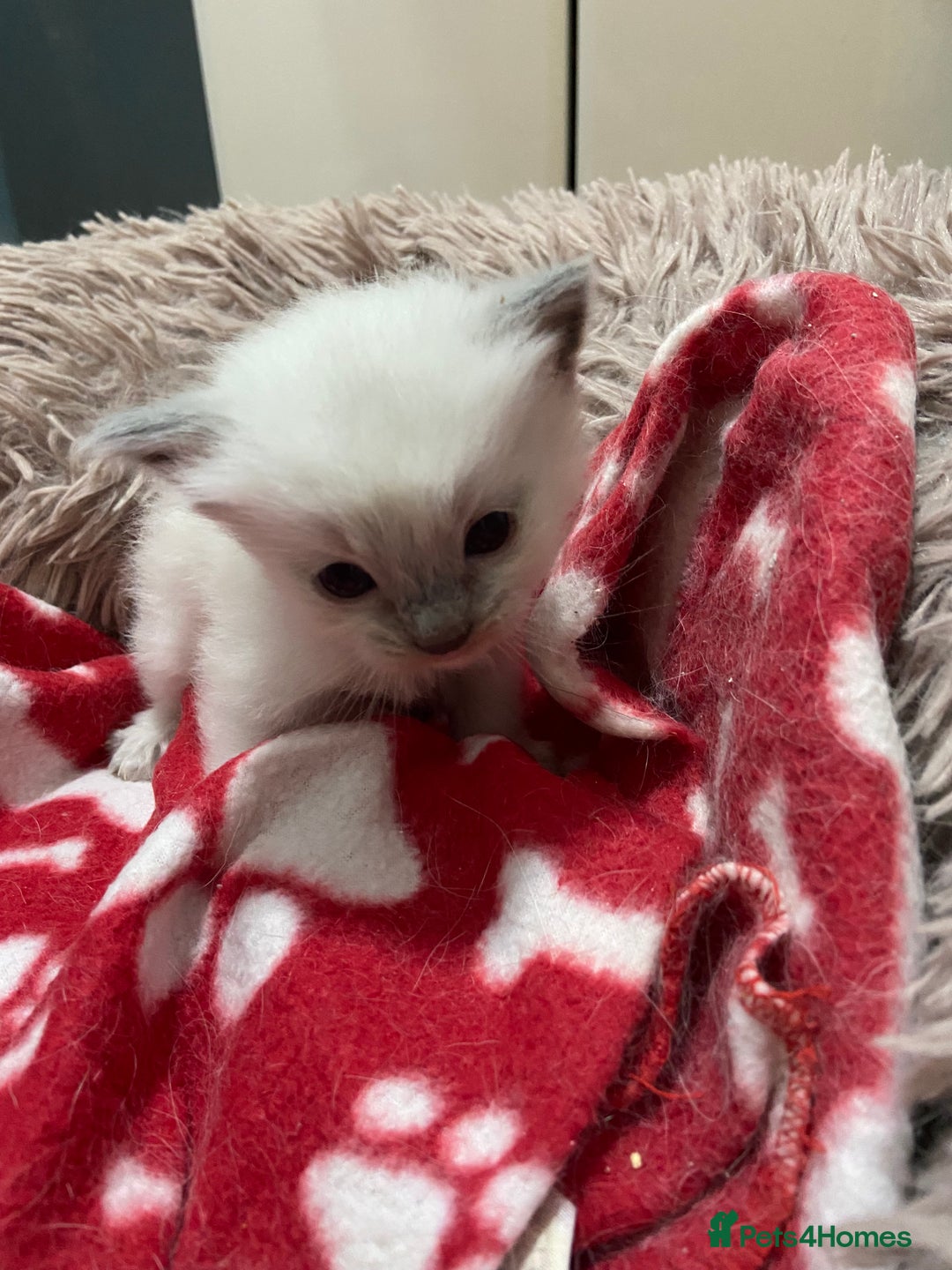 Ragdoll cats for sale: Adorable blue eyed babies - Advert 7