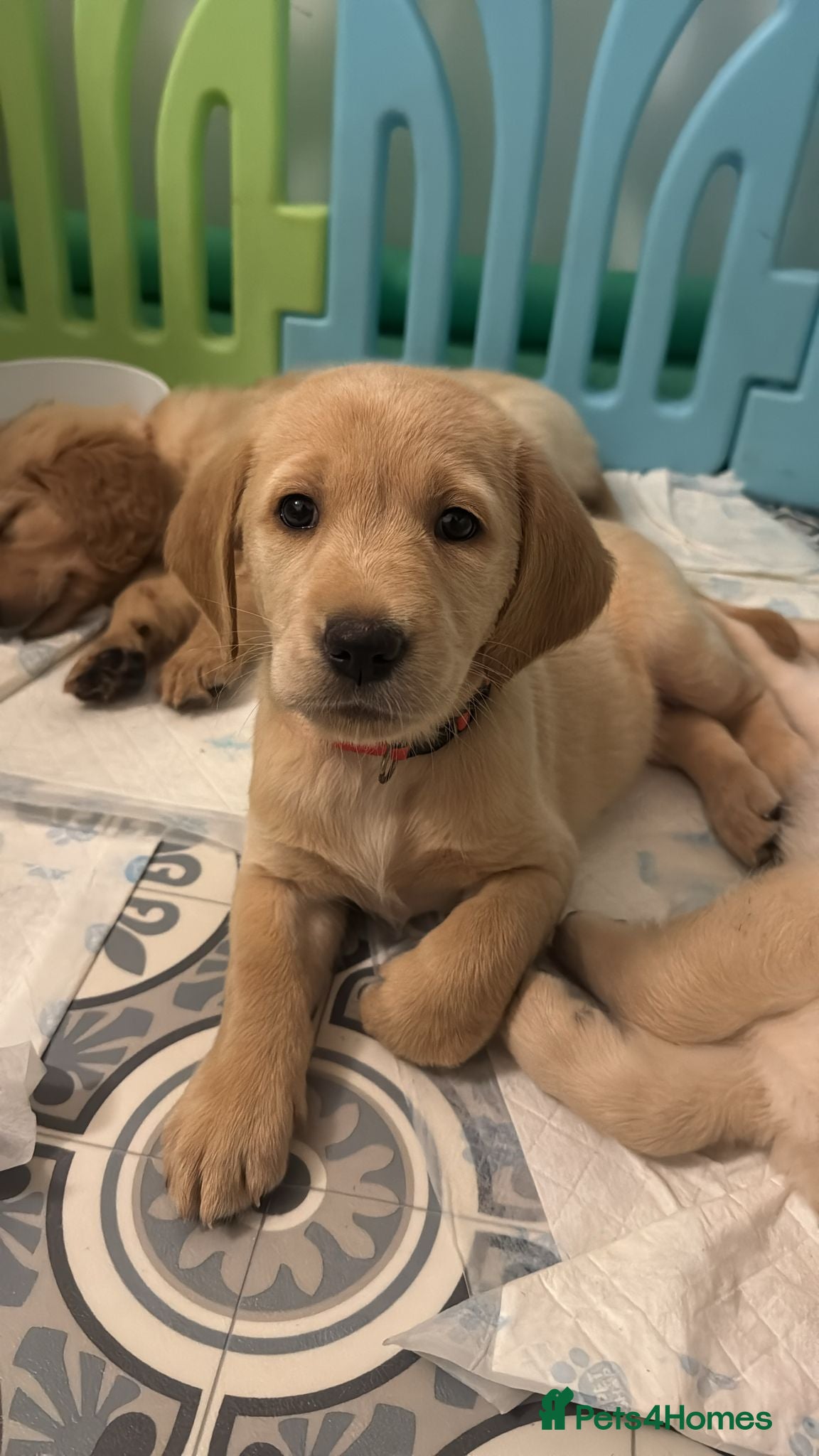 Goldador dogs Goldador puppies  - Advert 14