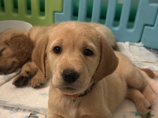 Goldador dogs Goldador puppies - Advert 2