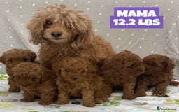 Poodle dogs for sale: Toy Poodle puppies ready soon - Image 3