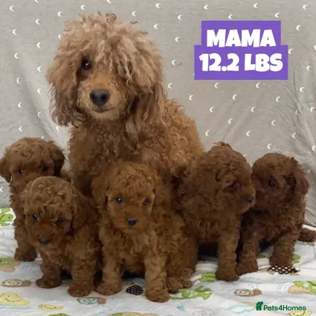 Poodle dogs for sale: Toy Poodle puppies ready soon - Image 3