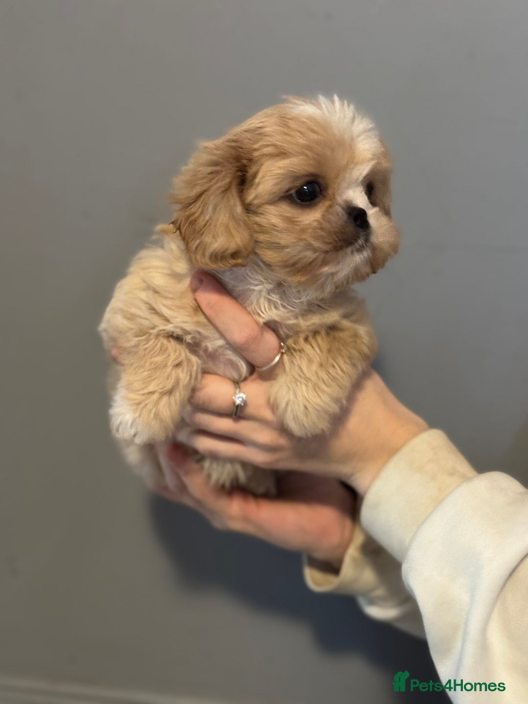 Cavalier King Charles Spaniel dogs for sale: Cavashi cavatzu boys READY NOW  - Advert 5